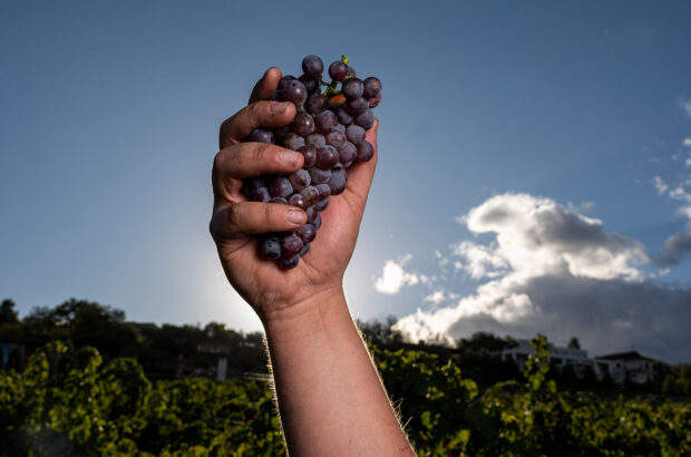 Zaccagnini vineyards shot