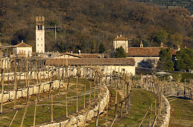 Allegrini winery vineyards