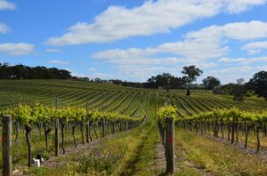 Vines in Eden Valley, Barossa