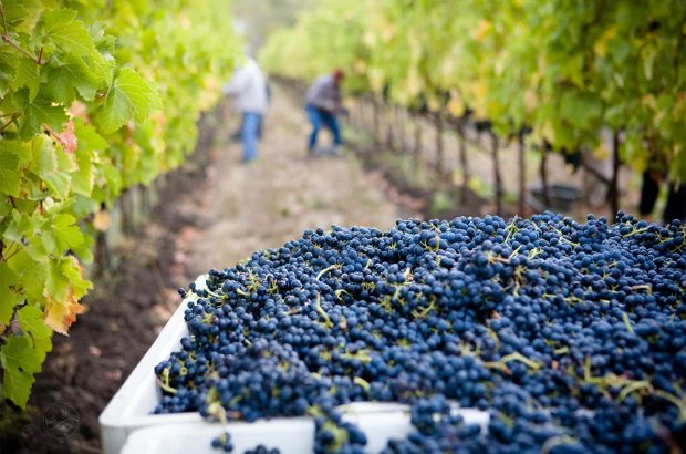 Harvesting grapes in Californian vineyard