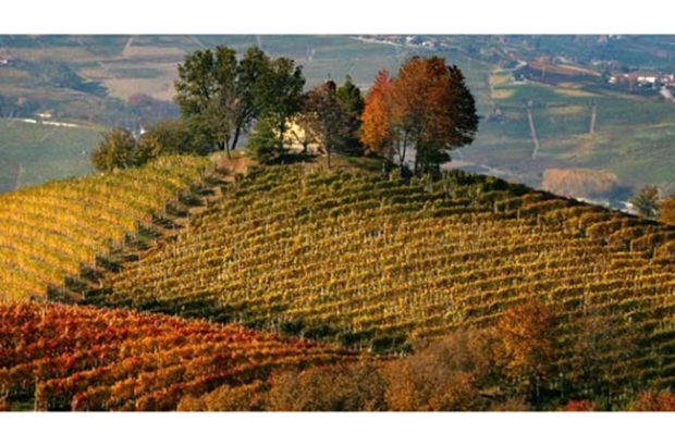 Piedmont vineyards