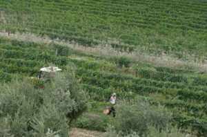 Tuscany 2005