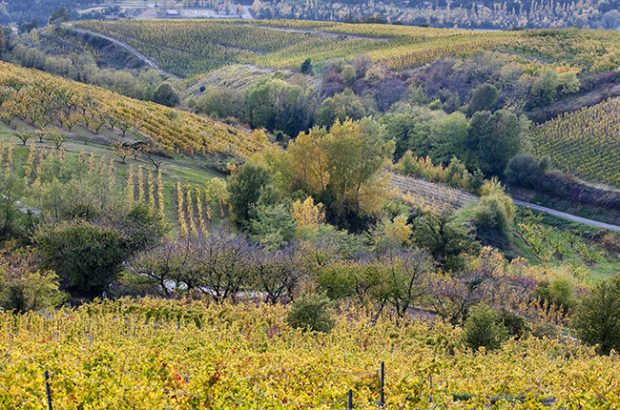 Crozes-Hermitage 2021