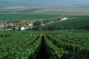 Champagne Vintage Guide