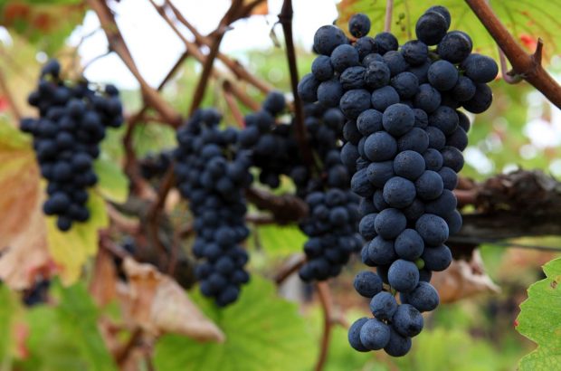 Touriga Nacional grapes in Portugal.