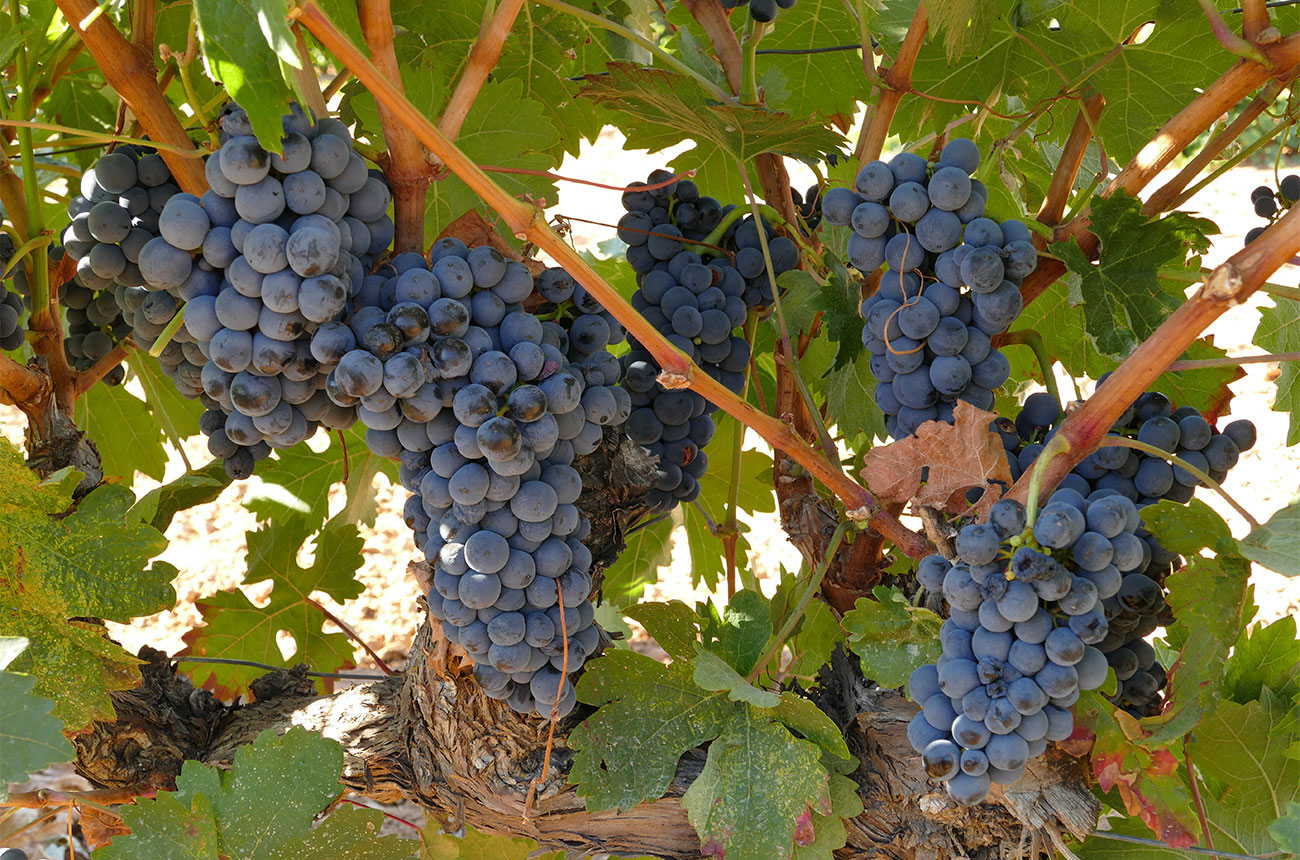 Ribera del Duero grapes