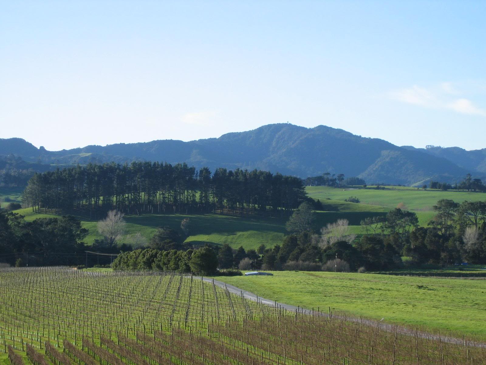 New Zealand's Matakana searches for buyer Decanter