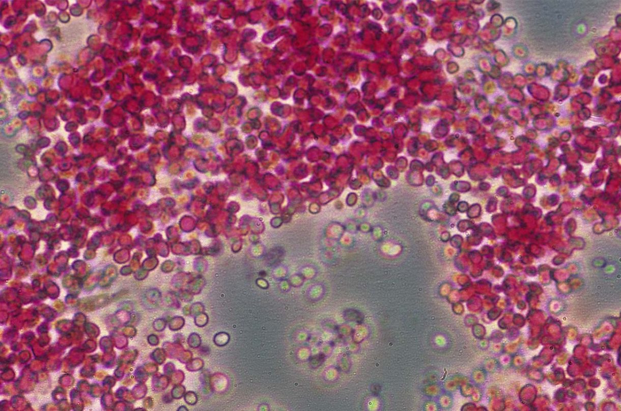 Wine yeast How do yeasts impact the flavour? Decanter