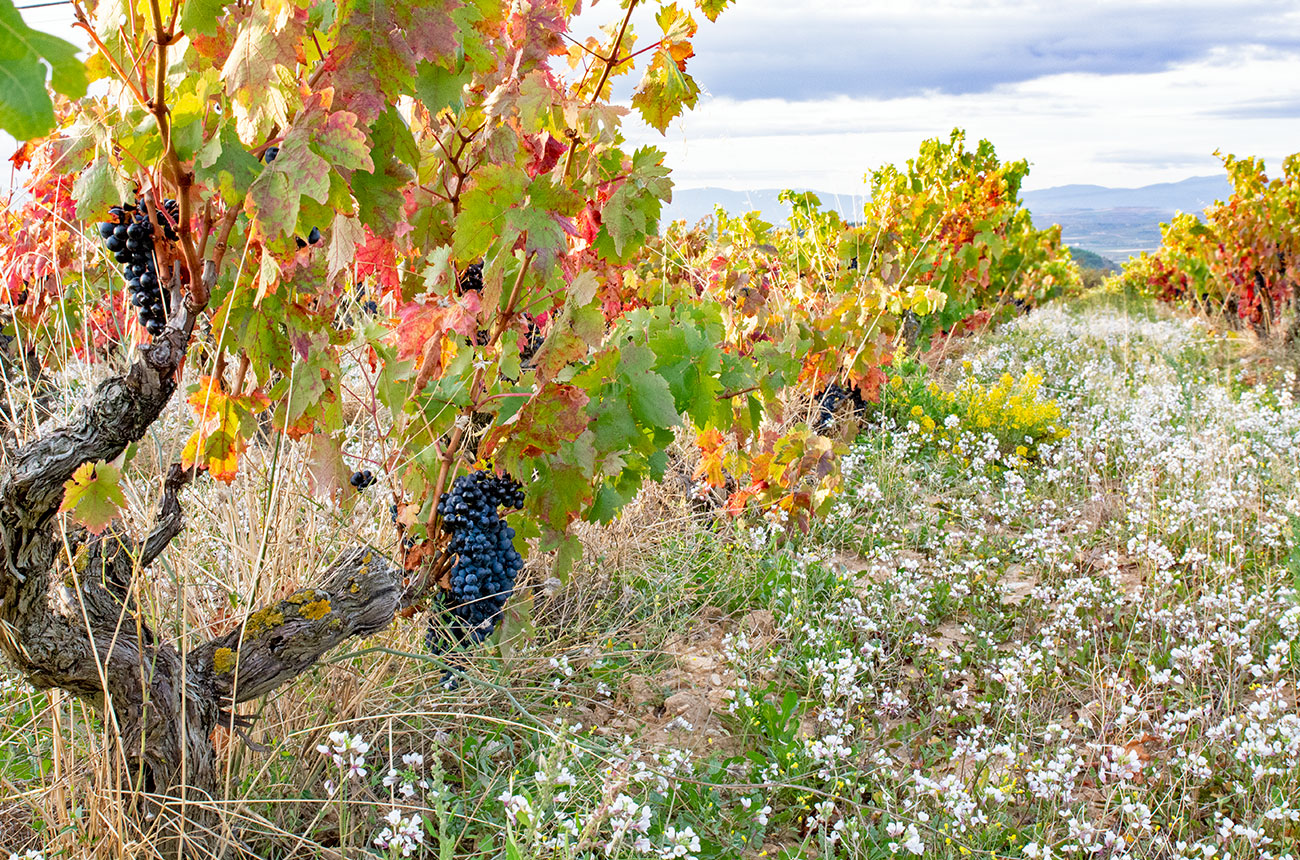 Bodegas Cornelio grapes