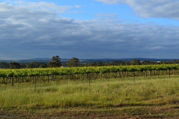 Barossa Valley