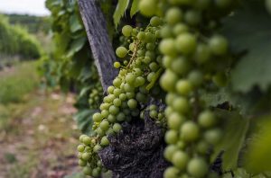 Furmint grapes growing in a vineyard