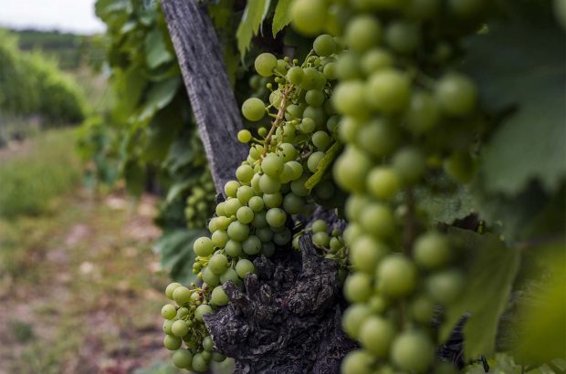 Furmint grapes growing in a vineyard