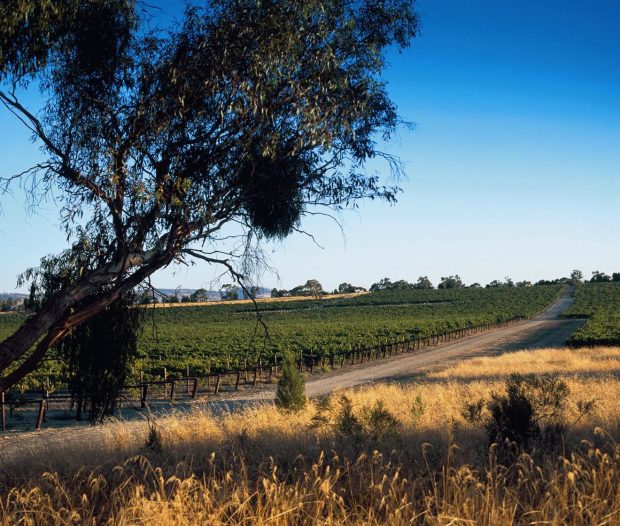 Penfolds_Kalimna_Vineyard_Barossa.
