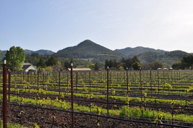 landmark vineyard