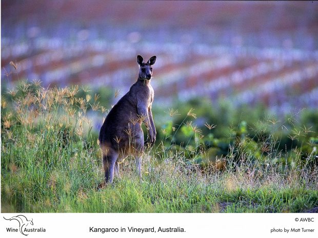 kangaroo