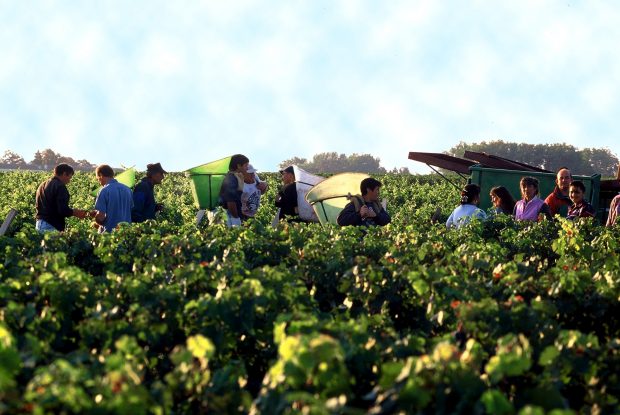 Bordeaux 2011 picture of Chateau Lafite Rothschild grape harvest