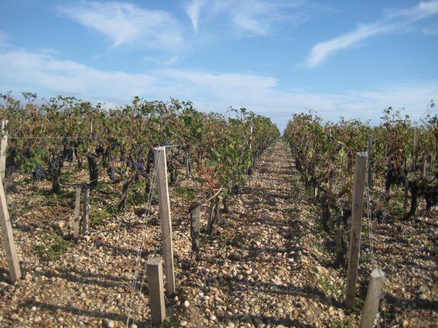 Bordeaux 2011 picture of grape vines