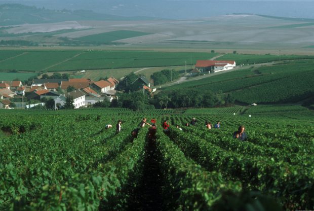 Champagne 2011 harvest