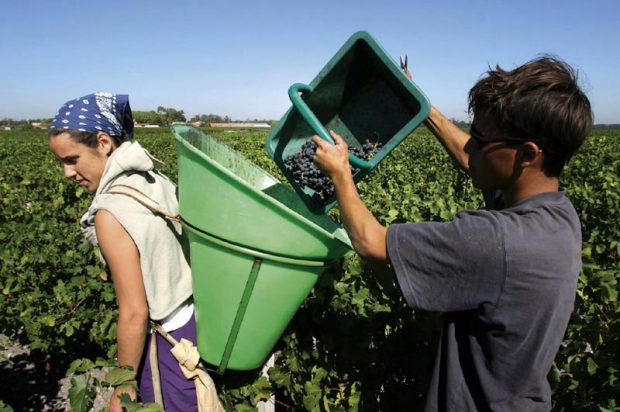 Picking in Bordeaux Harvest