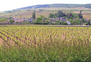 Meursault