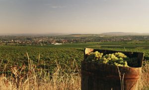 Kamptal vineyards, Austria