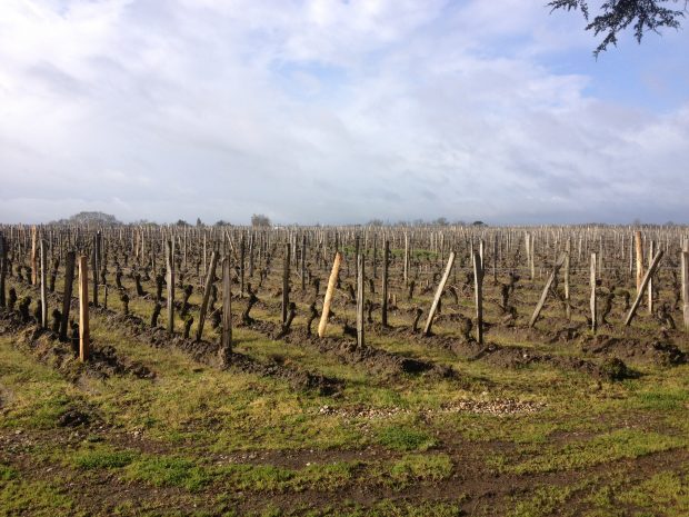 Bordeaux 2012 vines in Pomerol