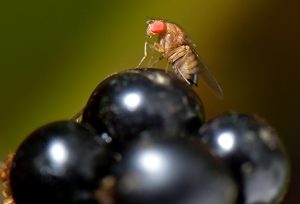 fruit fly