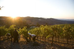 Napa Valley Harvest, 2013 vintage