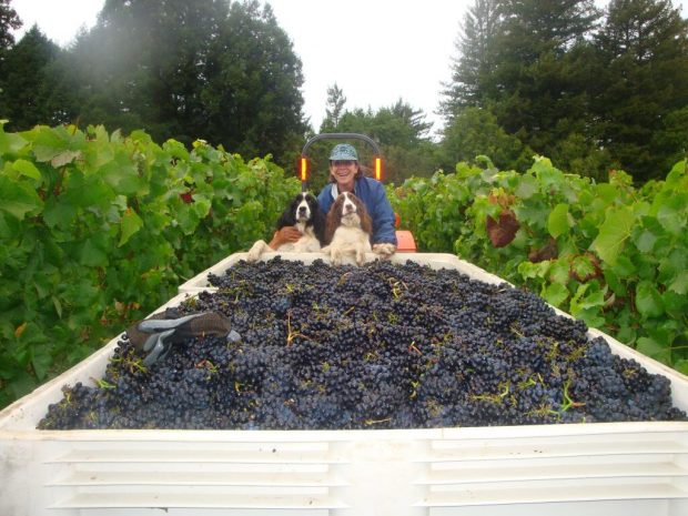 harvest 2013, 2013 harvest, Marimar Torres harvest 2013