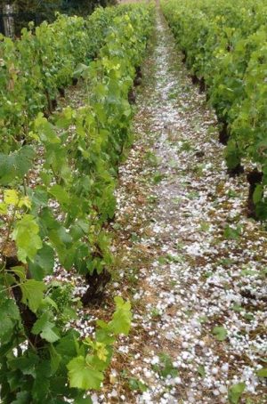 Burgundy Hail in Volnay June 2014