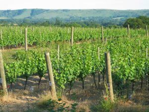 Ridgeview Wineries, Sussex