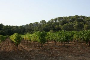 Vines at end summer Pic St Loup