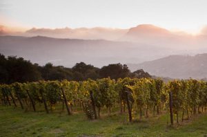 Feudi di San Gregorio Taurasi