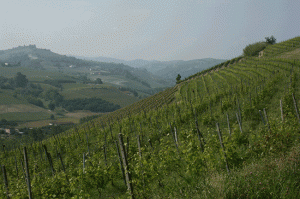 Punset vineyards, Barbaresco, Piedmont