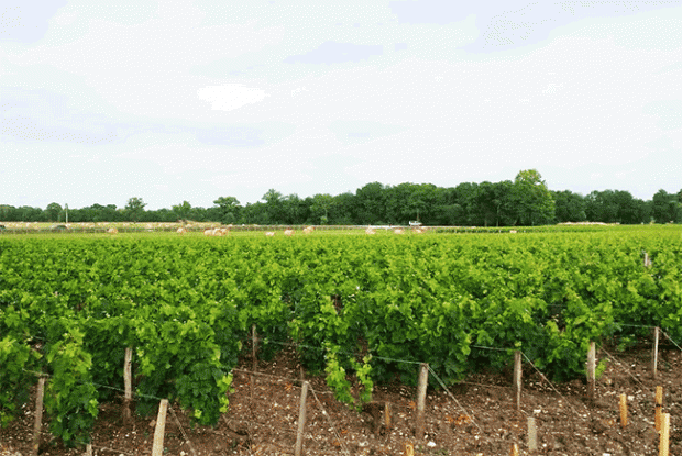 Bordeaux 2015, Chateau Margaux vines