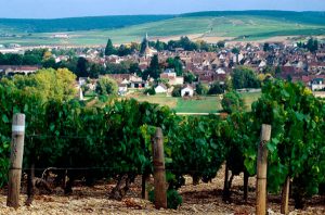 2010 white Burgundy vintage guide