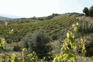 Jefford on Monday, Limoux