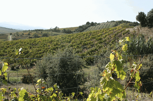 Jefford on Monday, Limoux