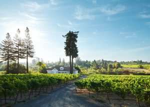 Paul Hobbs WInery, Chardonnay