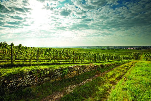 Aulerde, Rheinhessen