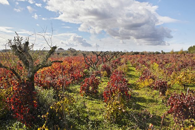Bairrada Niepoort Bairrada vineyards