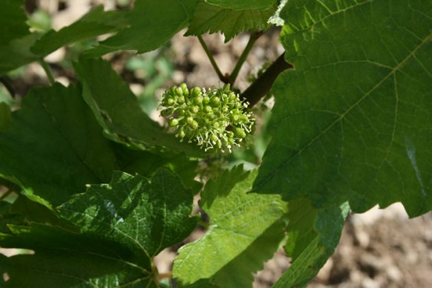 Chablis flowering