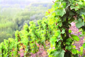 Domaine Georges Vernay