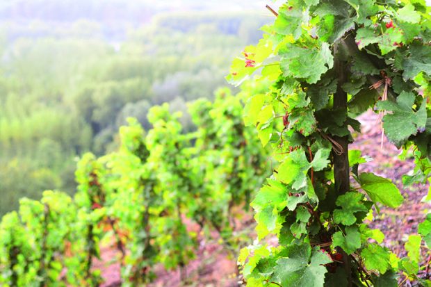 Domaine Georges Vernay