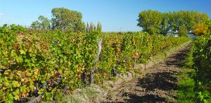 Patagonia vineyards