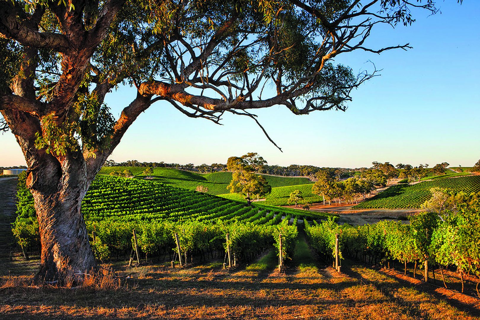 Five great value summer reds Decanter