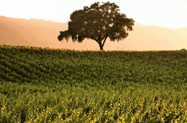 BR Cohn, Sonoma, California