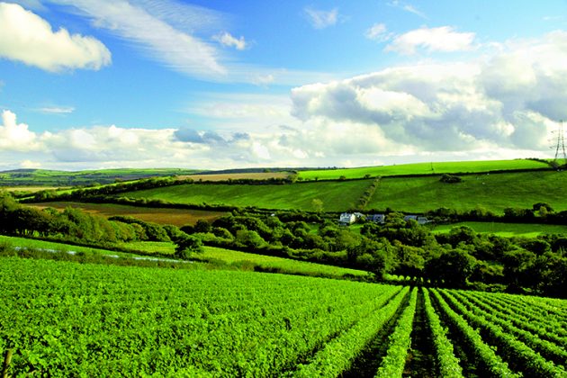 Camel Valley, Cornwall