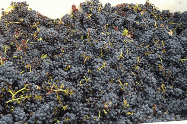 Mumm Napa, pinot noir, wine harvest