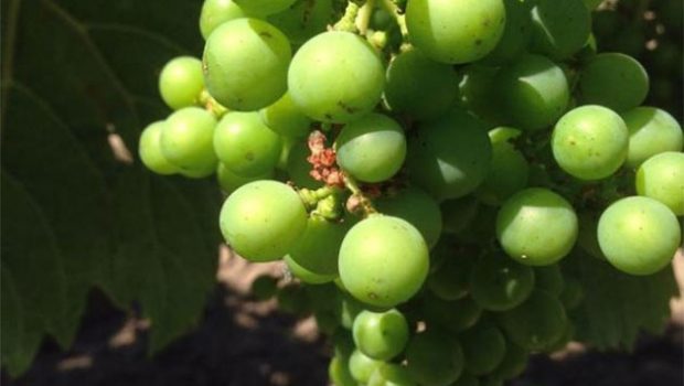 Bordeaux 2015, white wine harvest